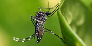 Virus_Zika