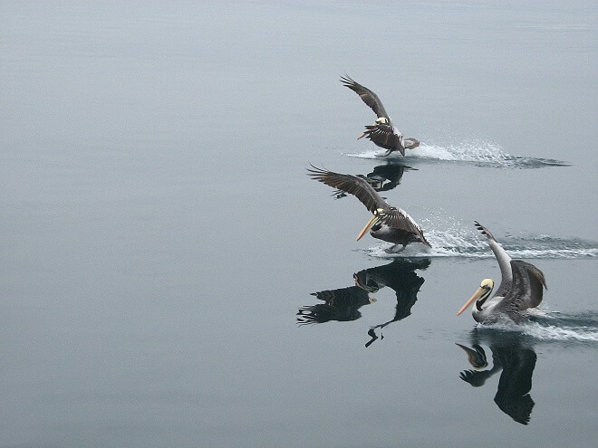 tres-pelicanos-omar-yanez-premio-flora-y-fauna-acuatica