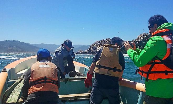 Más de 70 rescates de lobos marinos se han efectuado este Más de 70 rescates de lobos marinos se han efectuado este