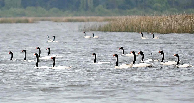 Autoridades evalúan ataques de lobos marinos a cisnes en Santuario de la Naturaleza Carlos Anwandter