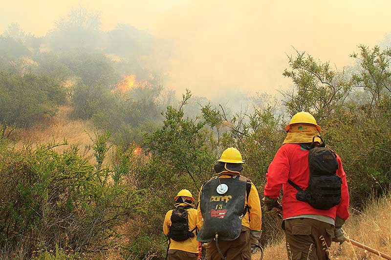 CONAF Los Ríos abrió proceso de postulación para brigadistas forestales