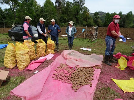 En Lanco se dio inicio a unidad demostrativa de papas