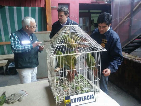 Detenido individuo que vendía por internet loros en peligro de extinción