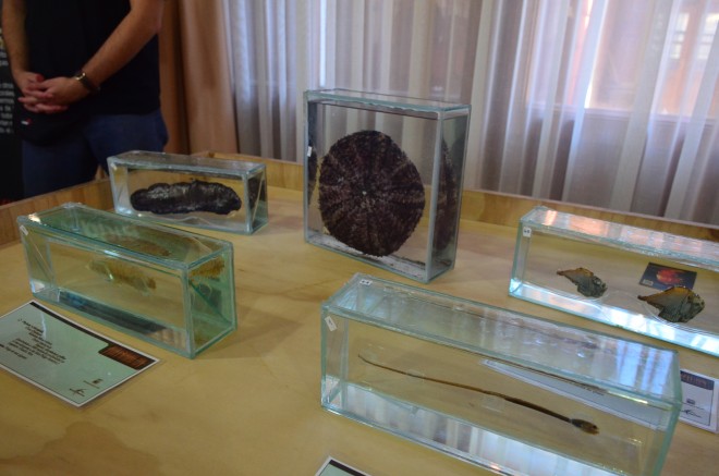 Exposición Ciencia in Ríos 2015: Asombrosos animales de las profundidades marinas llegan a Lanco