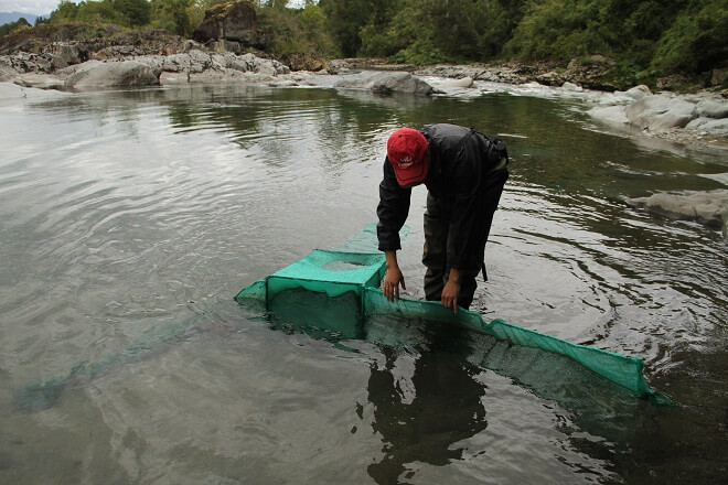 Inician línea base de la vida acuática en ríos que desembocan en Lago Ranco