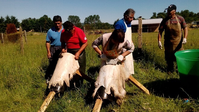 Agricultores de Mariquina otorgan valor agregado al rubro ovino