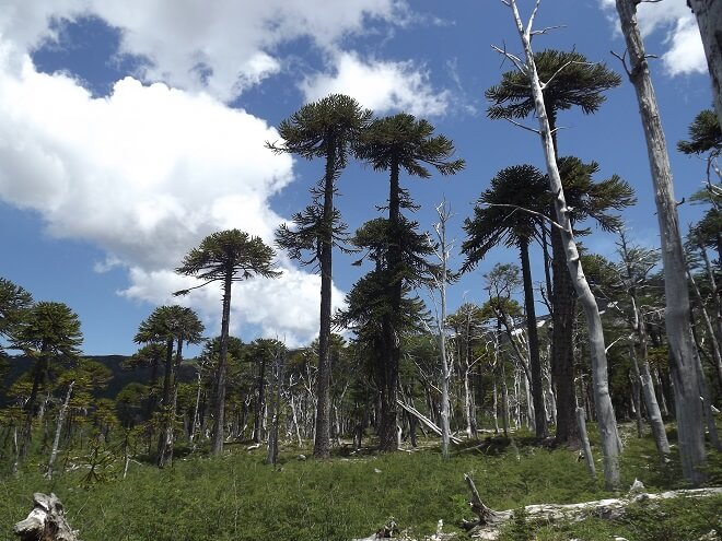 Sector turístico de la Araucanía apuesta por la sustentabilidad para la reactivación pospandemia