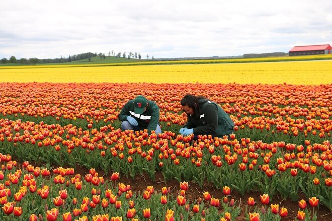 SAG inspecciona 250 hectáreas de plantaciones de bulbos para exportación