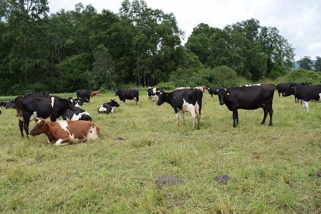 Indap Los Ríos y Cooprinsem inician programa de mejoramiento genético bovino