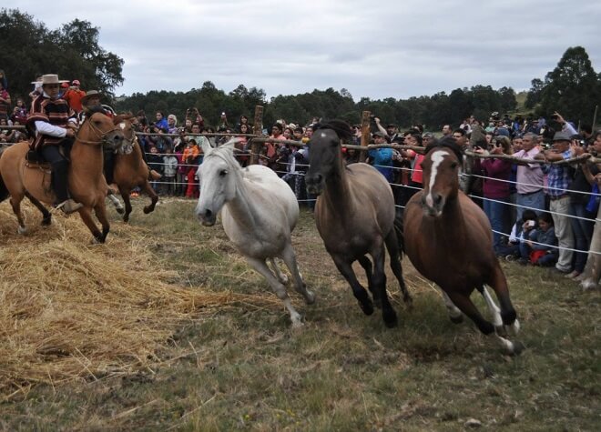 Record de asistentes registró tradicional trilla a yegua suelta de Quimán en Futrono