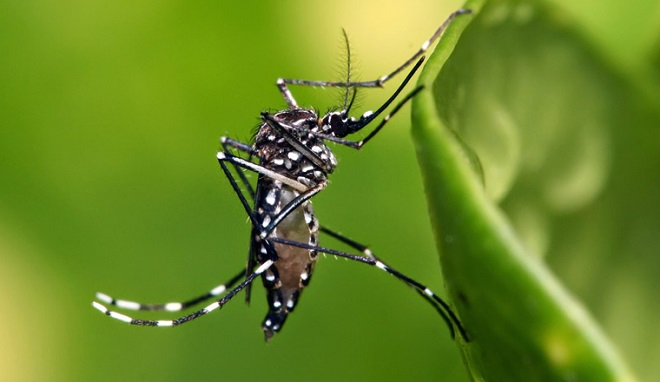 Ministerio de Salud confirma 3 casos importados de infección por virus Zika