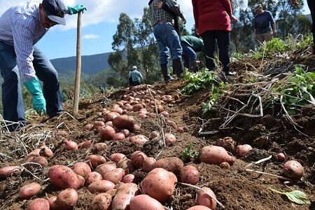 Agricultores de Corral inician cosecha de papas