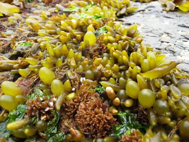 Proyecto que  crea bonificación para el repoblamiento y cultivo de algas pasará a Comisión Mixta