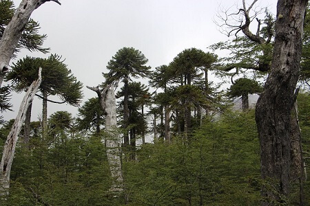 Presentan avances del Plan Maestro para el desarrollo del Parque Nacional Villarrica en Panguipulli