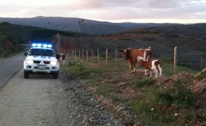 PDI detiene a individuo por receptación y recupera vacuno sustraído en Malalhue 
