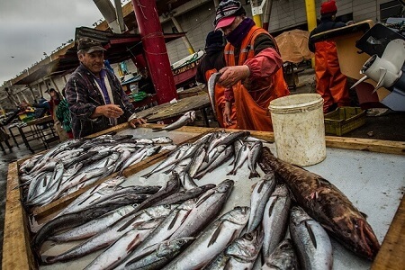 WWF Chile propone revertir colapso de la merluza con cinco medidas