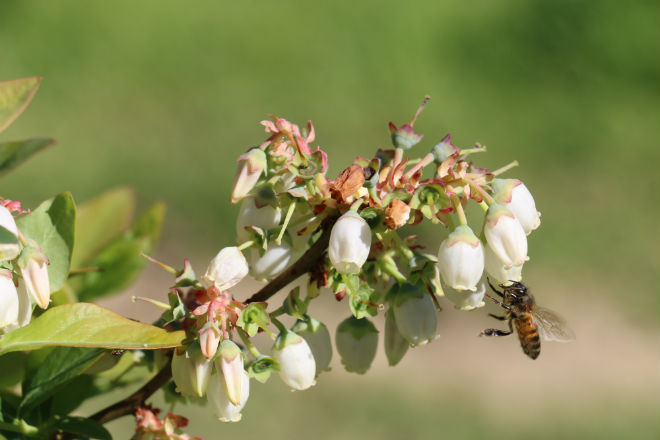 Organizaciones apícolas de Chile se movilizan en el Día Internacional de la Abeja