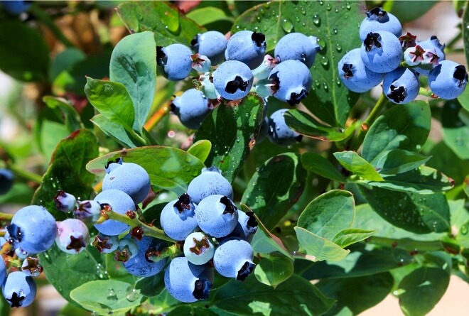 Volumen de arándanos exportados desciende un 15% en Región de Los Ríos durante la temporada 2016-2017