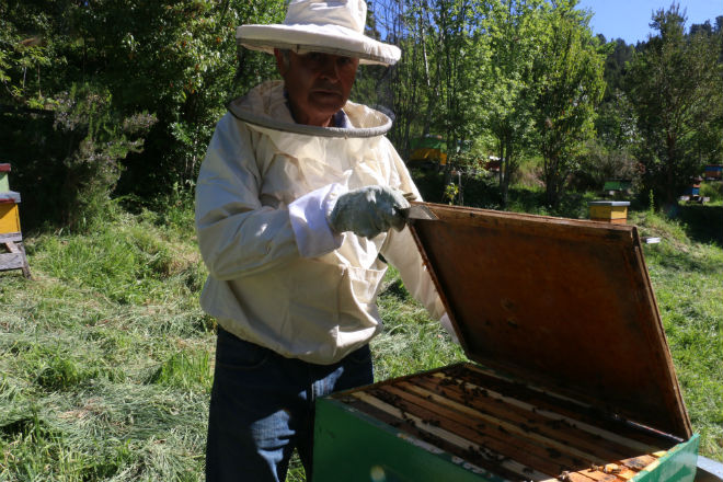 “Colmenares Pishuinco”: la sagrada miel de la selva valdiviana