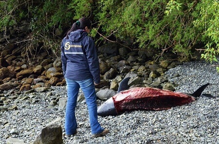 Sernapesca remitió antecedentes a Fiscalía por caso de delfín faenado en Puerto Aysén