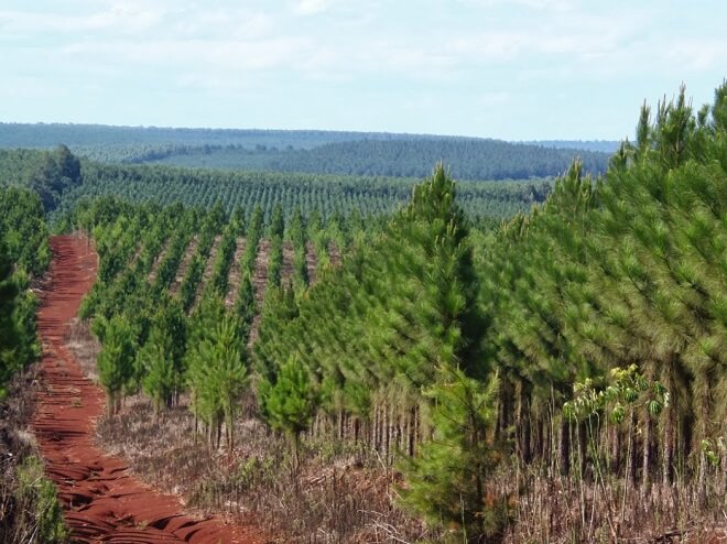 Continúa conflicto entre pueblos originarios y empresas forestales en la zona sur de Chile