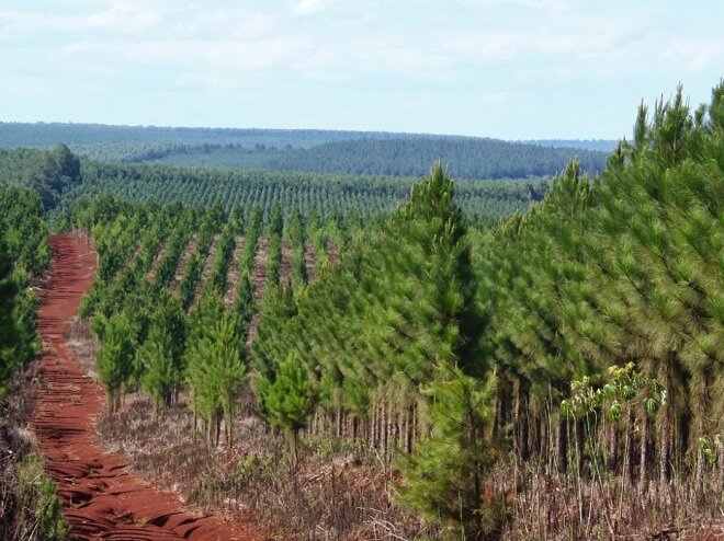 Exportaciones Forestales alcanzarían 2018 un máximo histórico superando en 5% la cifra récord registrada hace cuatro años