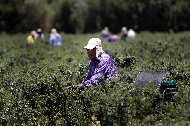 Reconocida empresa exportadora de berries ofrecerá más de mil puestos de trabajo a temporeras
