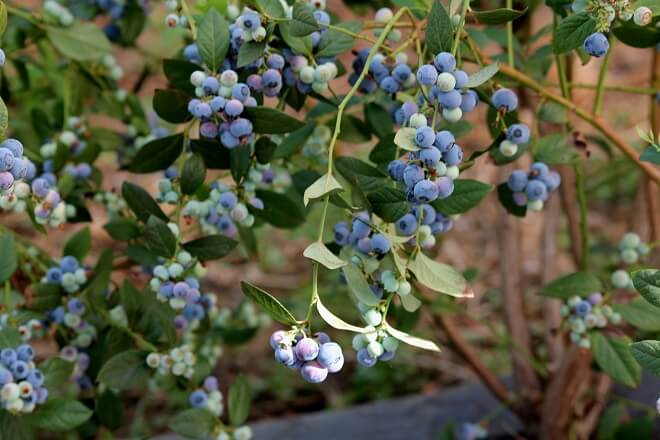 PTI Berries Biobio centro estudia cosechas bajo condiciones climáticas adversas para mejorar su exportación
