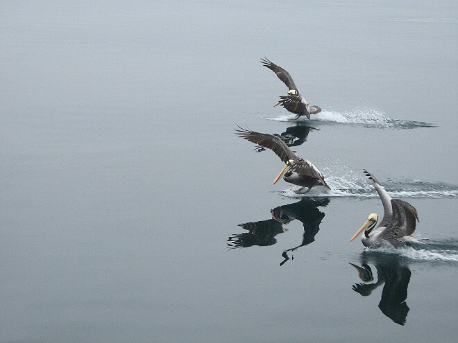 SAG Biobío confirma primer caso de influenza aviar en aves silvestres en la Región