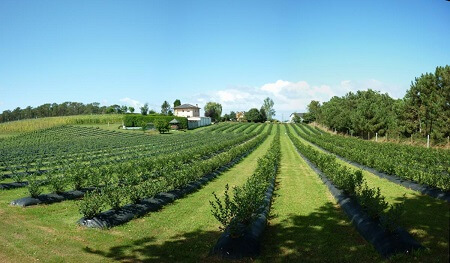 SAVAL FG destaca tasa de cesantía regional en el sector agrícola más baja al promedio de la economía nacional