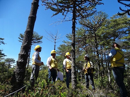 Sector público y privado unen fuerzas para el rescate de la Araucaria - Sur Actual