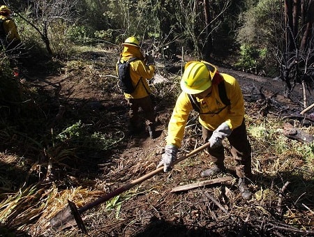 Incendios forestales en La Araucanía y Biobío ponen en riesgo a empresas contratistas forestales