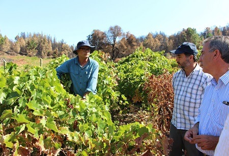 Experto en viticultura junto a Seremi del agro monitorean en terreno condiciones de viñedos del Bío Bío tras incendios forestales