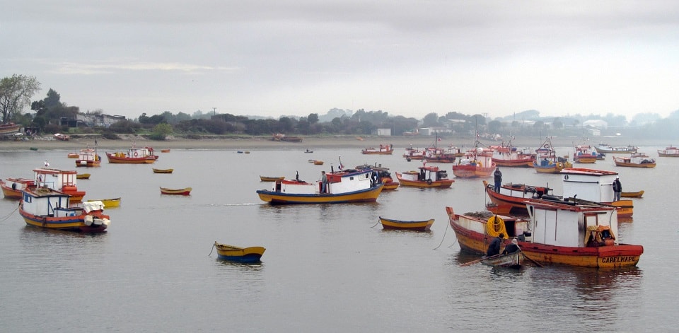 Sernapesca llama a comprar productos pesqueros en comercio establecido ante intoxicación por jurel