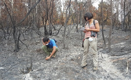 SAG y voluntarios realizaron operativo de rescate de fauna silvestre en áreas afectadas por incendios forestales
