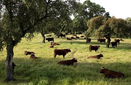 La Región del Biobío participó con el 16,2% del total de ganado bovino rematado en ferias a nivel nacional
