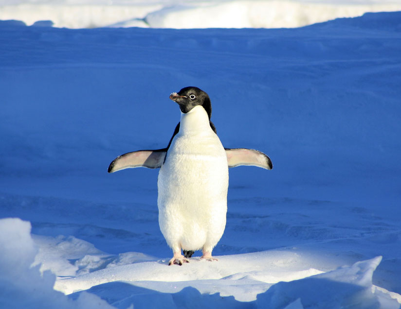 Antarctica — home to ice, penguins, and what else?