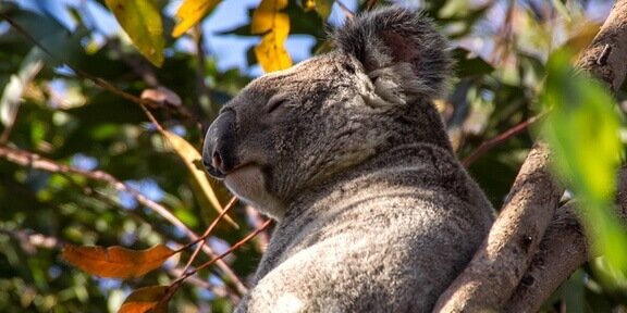 S. Australia Kangaroo