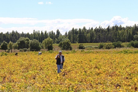 SAG fiscaliza funcionamiento de poderes compradores de uva en Bío Bío