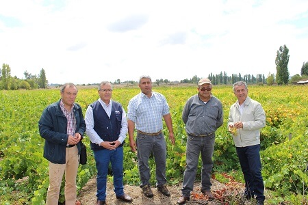 Autoridades visitan a viñateros de Quillón para dar inicio oficial de temporada vendimia 2017