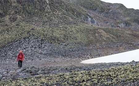 Bajo condiciones extremas investigan resistencia a salinidad en el clavelito antártico