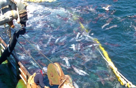 Antonio Chaparro Carrillo critica ley que prohibirá a grandes empresas pescar jibia con barcos de arrastre