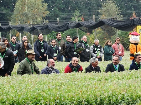 Maqui, Pino Pinoli y Pino Radiata: cultivos forestales que protagonizarán el Trawü 2017