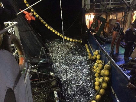 Pesca artesanal llama a Oceana a preocuparse de pesquerías colapsadas; no de las que el sector mantiene saludables, como la sardina