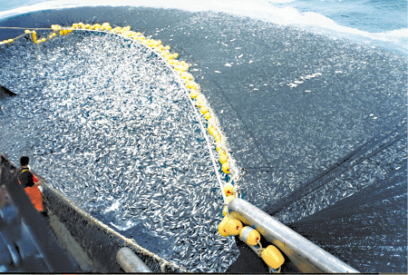 Desembarque pesquero totalizó 6.391 toneladas en la Región del Biobío en octubre