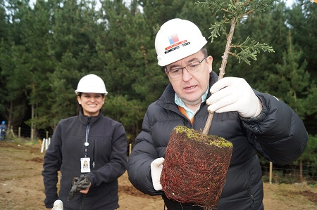 Funcionarios plantaron 80 árboles nativos en Hospital Pü Mülen de Quilacahuin