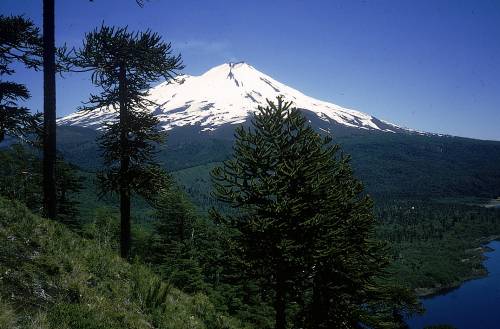 En Temuco encuentro empresarial reunió a actores del rubro forestal para abordar proyecciones y desafíos del sector