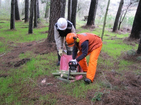 SAG evaluó parasitismo de controladores biológicos de la avispa taladradora de la madera del pino a nivel nacional y regional