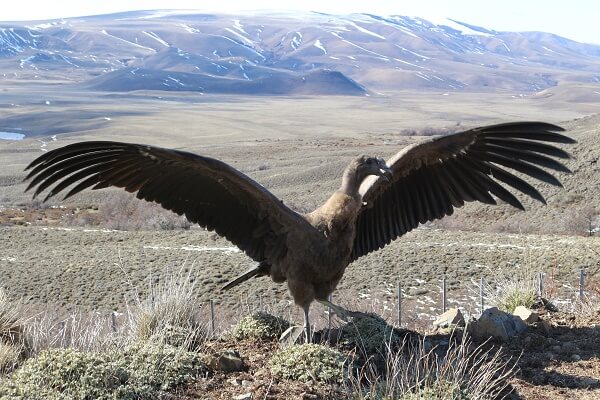 SAG liberó cóndor a su hábitat natural en el sector de Ñirehuao