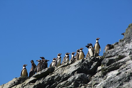 Destacada oceanógrafa Sylvia Earle bucea en la Reserva Nacional Pingüino de Humboldt y llama a las autoridades a protegerla